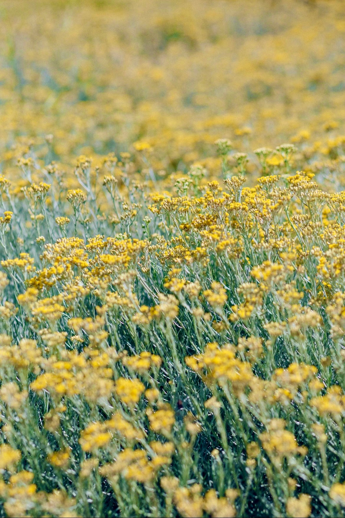 ELÍCRISO - Candela - Mediterrànea